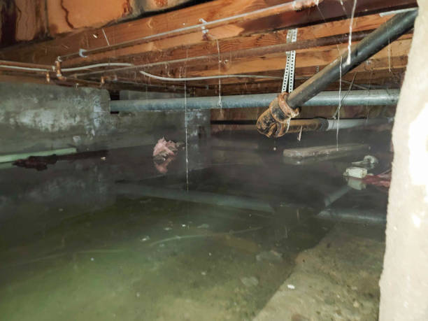 Best Basement water damage restoration  in USA